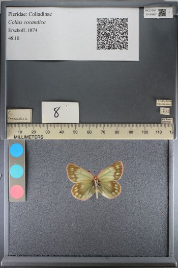 Media type: image;   Entomology 193867